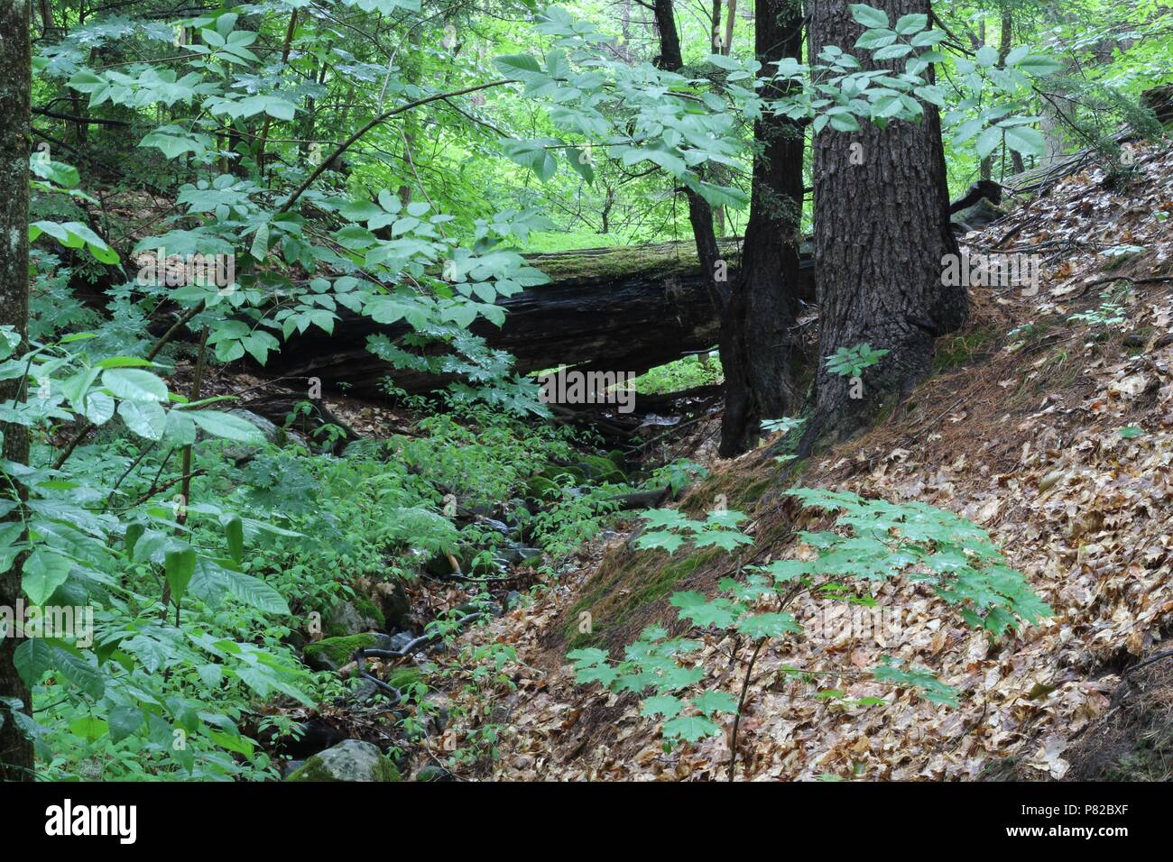 Waterfalls waterfalls waterfalls waterfalls moss hires stock