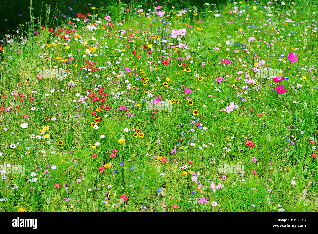 Background of variety of wildflowers. Top view Stock Photo
