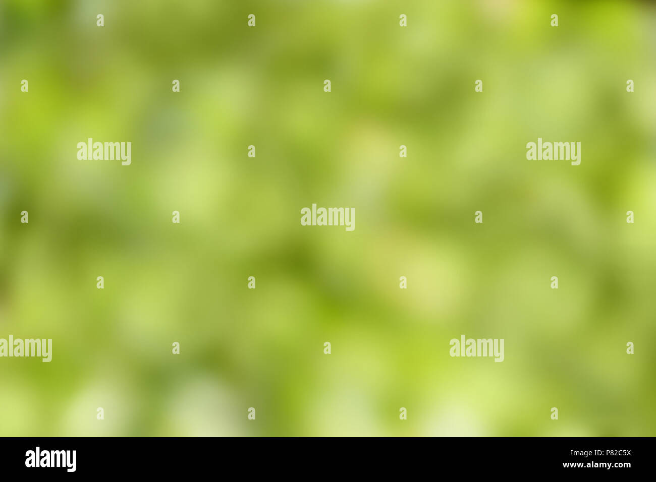 Green abstract blurred background and sunlight Stock Photo