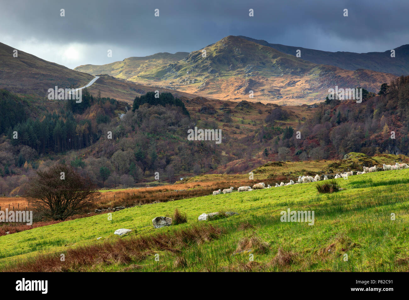 The Dolwyddelan Valley in the Snowdonia National Park. Stock Photo