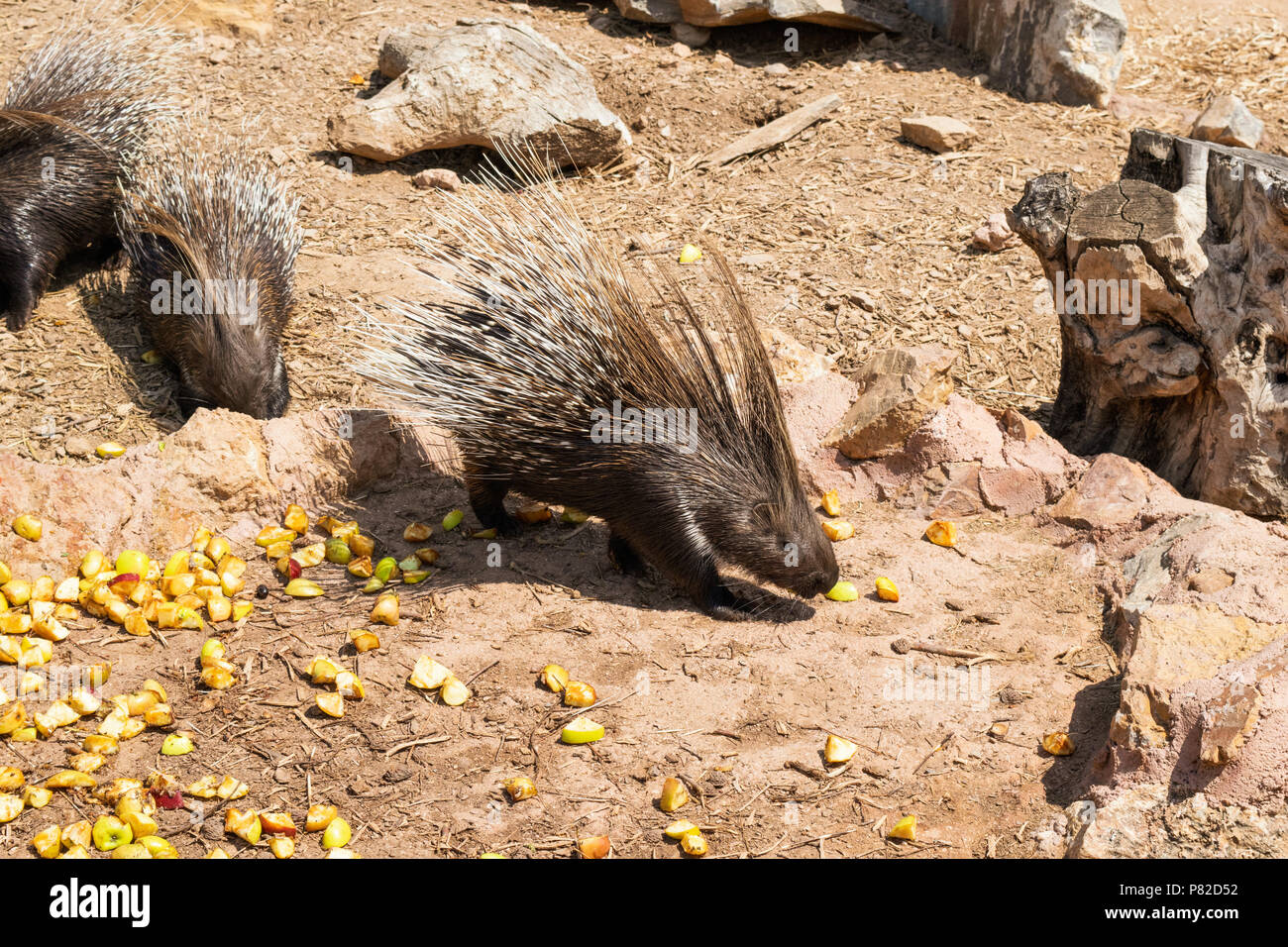 Indian Crested Porcupine (Hystrix indica), eating in outdoor enclosure Stock Photo