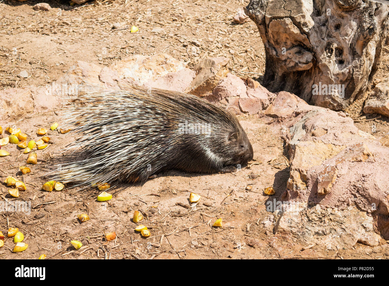 Indian Crested Porcupine (Hystrix indica), eating in outdoor enclosure Stock Photo