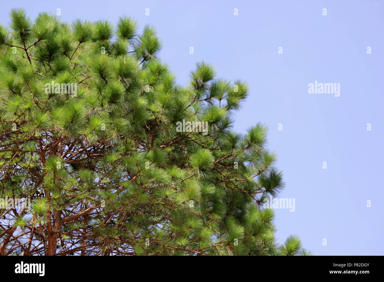 green pine tree in forest with beautiful sky background Stock Photo - Alamy