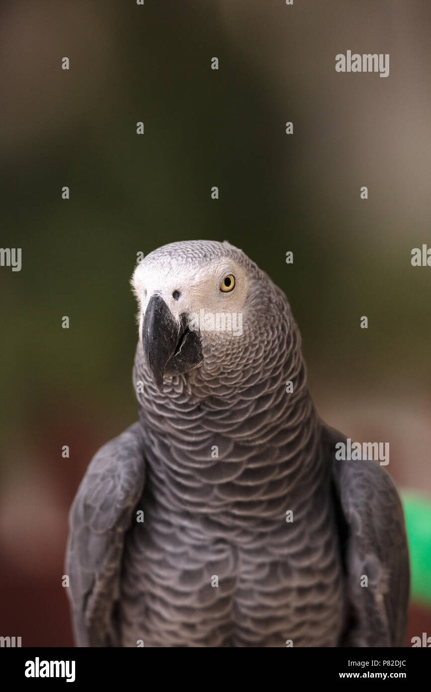 African grey best sale play gym