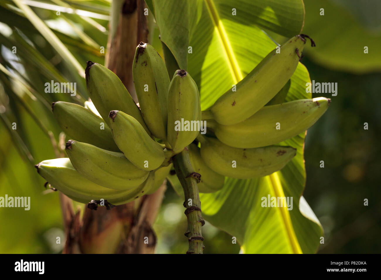 Cluster of bananas grow on a tree in a tropical agriculture garden in
