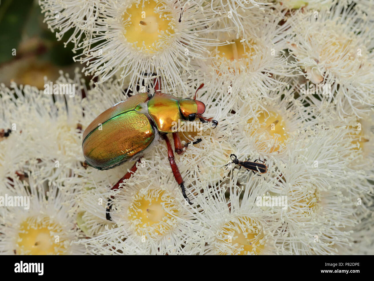 Christmas beetle, australia hires stock photography and images Alamy