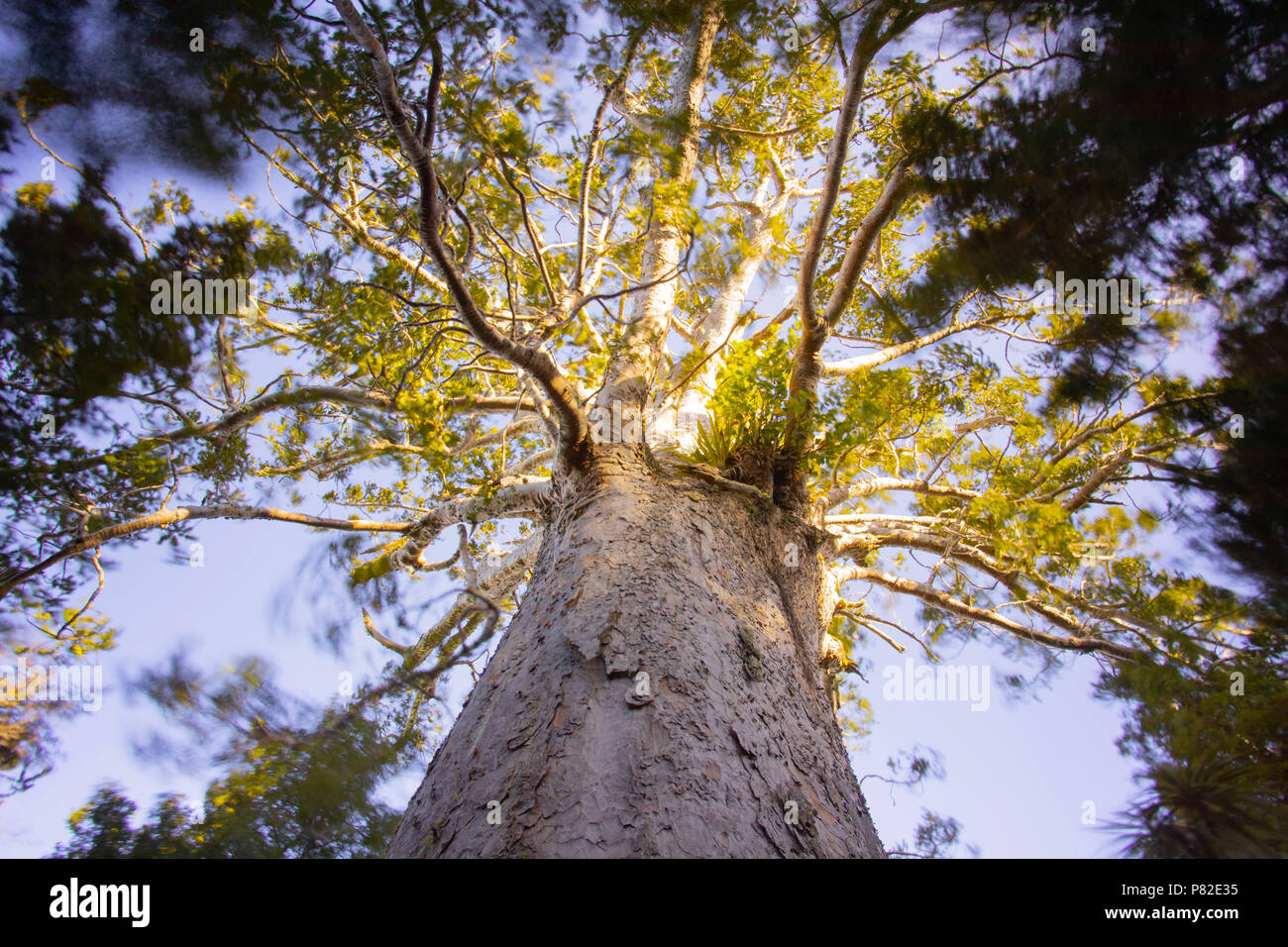 Tane Moana, Giant Kauri Tree, New Zealand Stock Photo