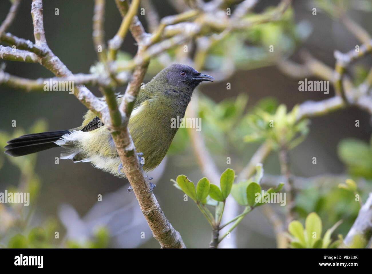 New Zealand Bellbird (Anthornis melanura) Stock Photo