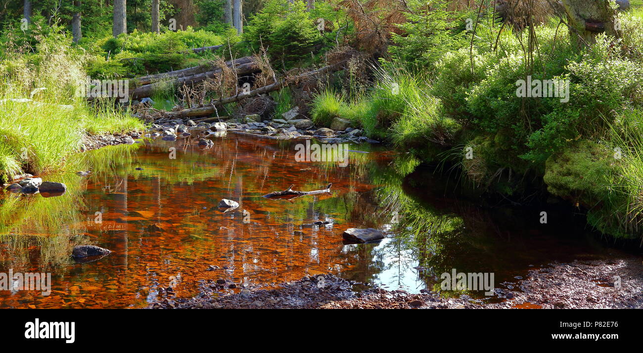 Upland moor, raised bog in the Harz National Park, Germany Stock Photo