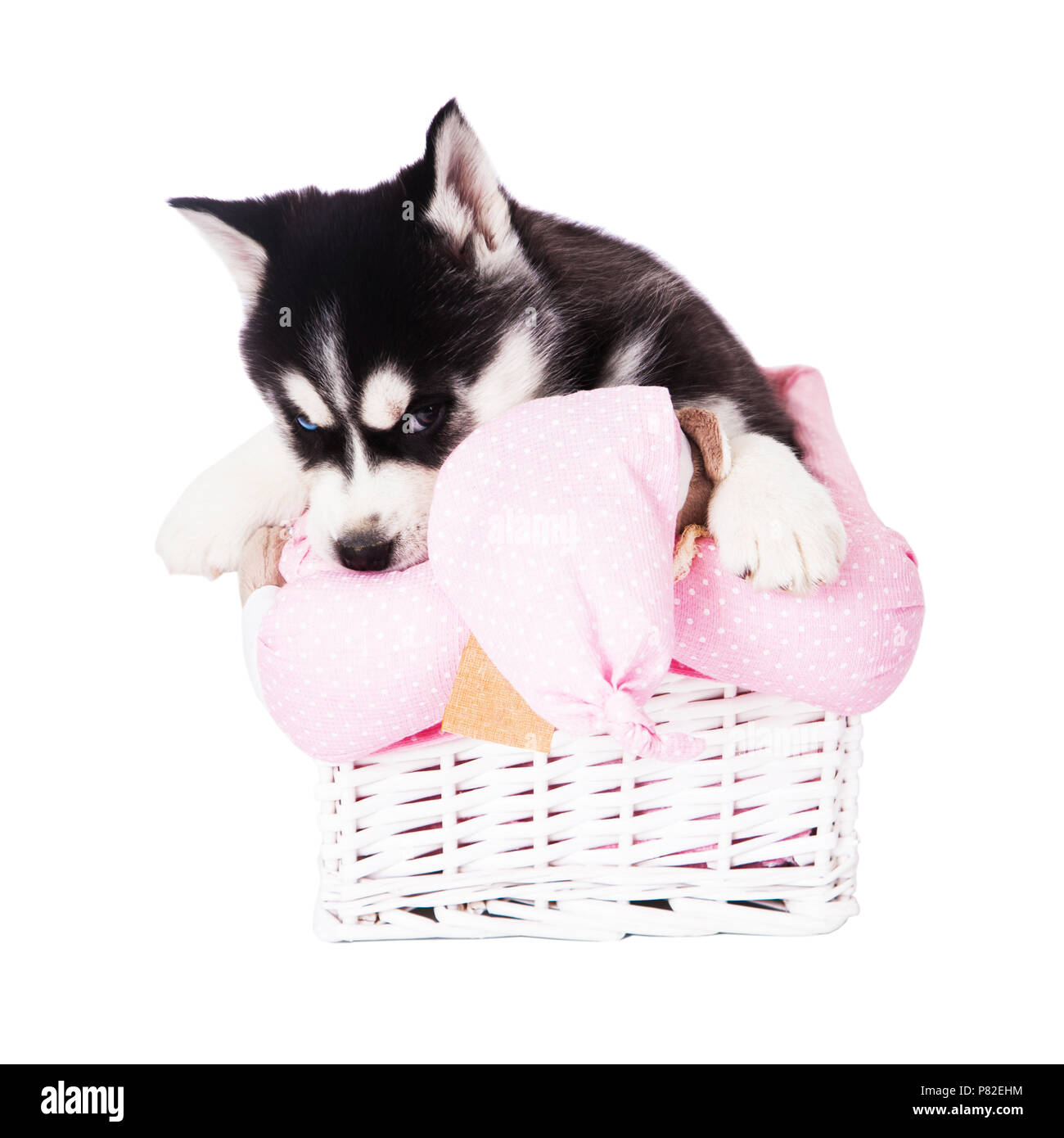 Puppy of a Siberian husky sitting in a basket in the studio, isolated on a white background. Stock Photo