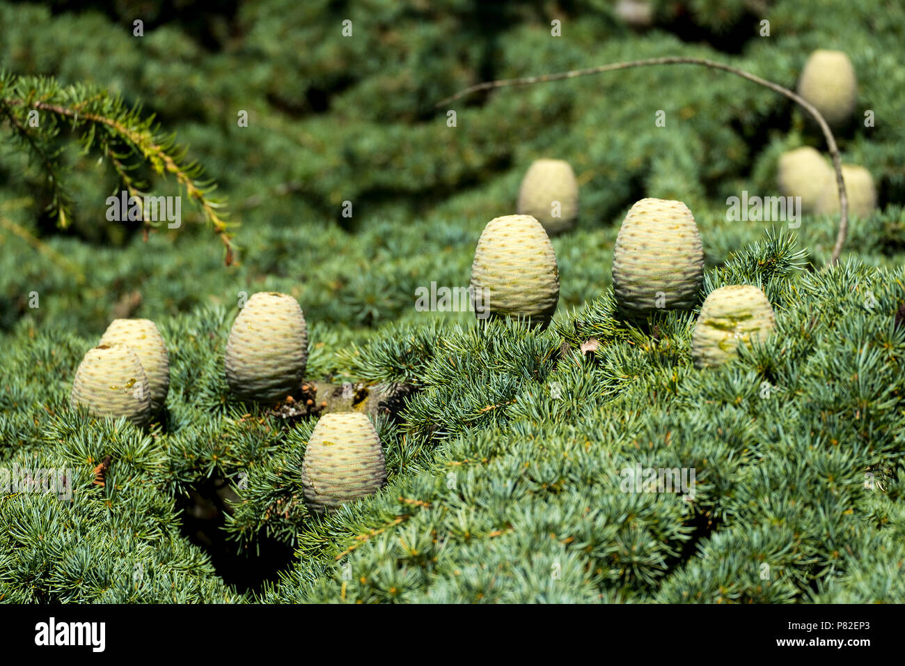Pine cones on a Cedar of Lebanon tree Stock Photo