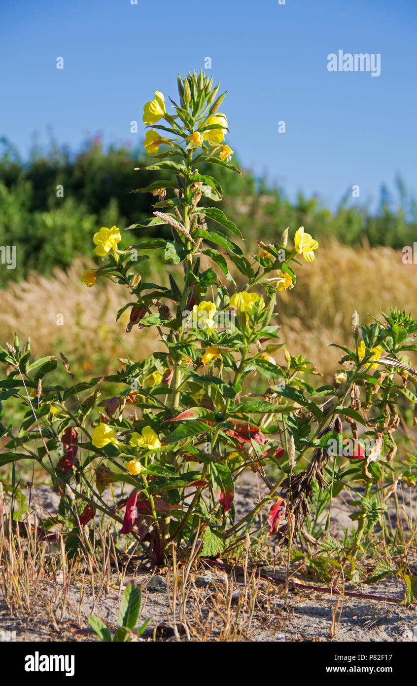 Evening primrose, also known as Common evening-primrose and Evening star in the dunes Stock Photo