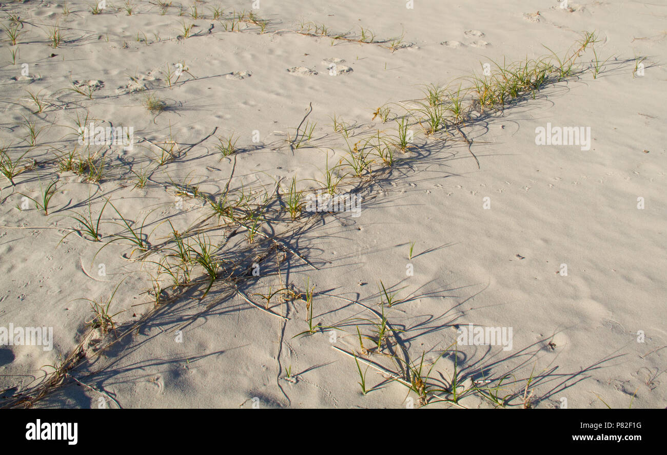 Row of Sand sedge plants, growing on long stolons in the sand of the dunes Stock Photo