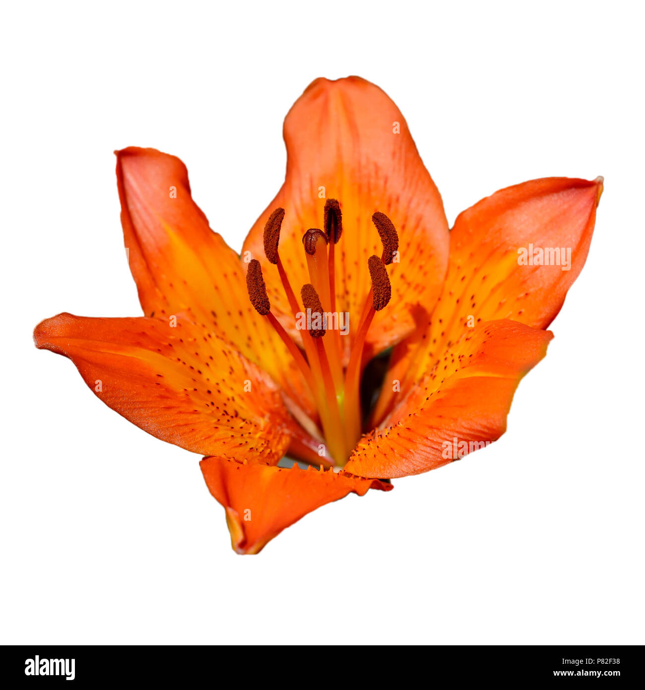 Orange lily flower on white background Stock Photo Alamy