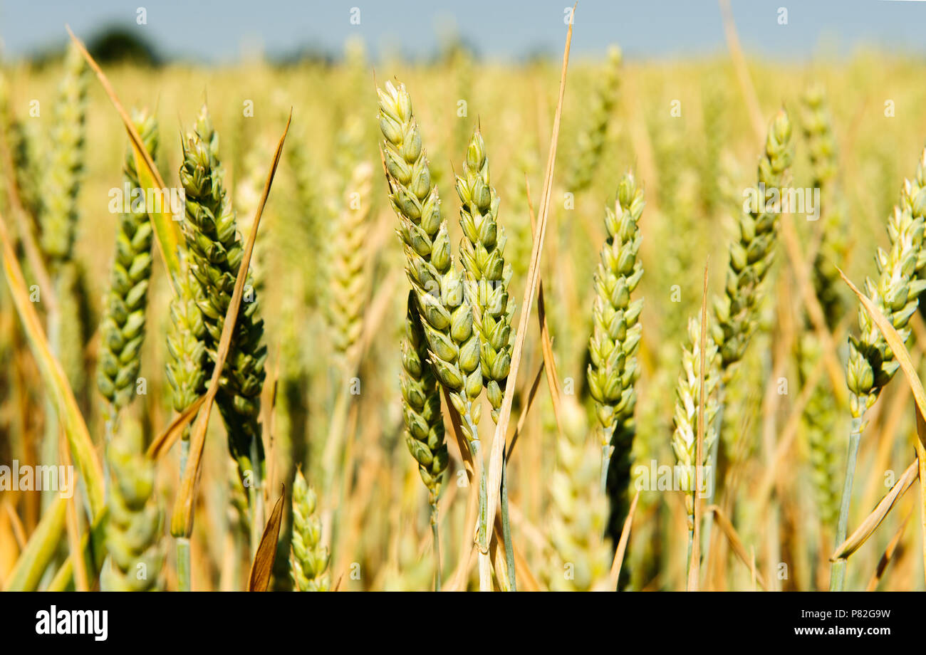 The green ears of cereal crops in the field Stock Photo
