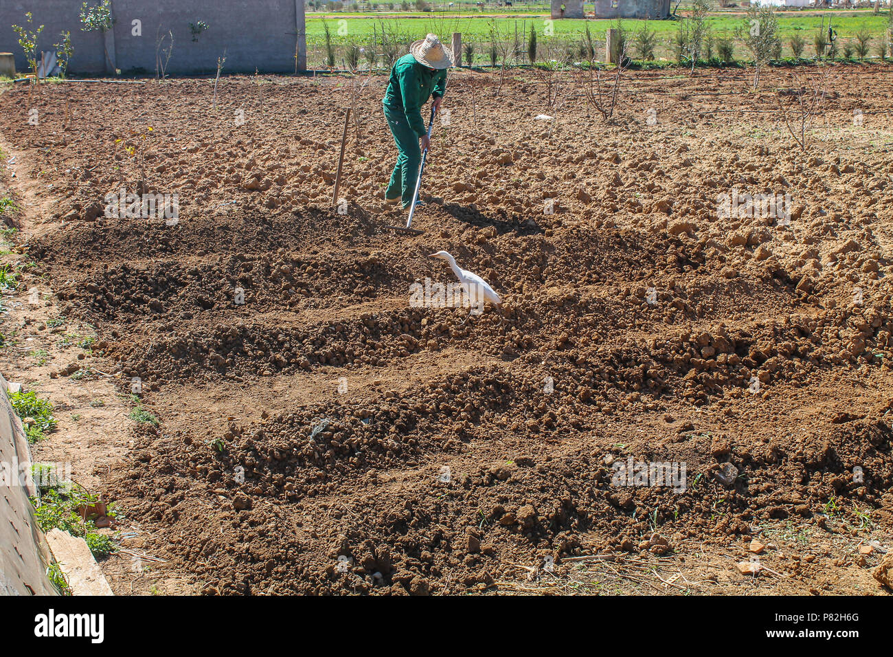 Man Cultivating garden with hand raker, geting ready for planting season. Stock Photo