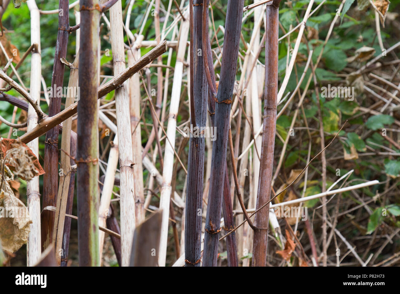 Japanese Knotweed one month after being treated with professional