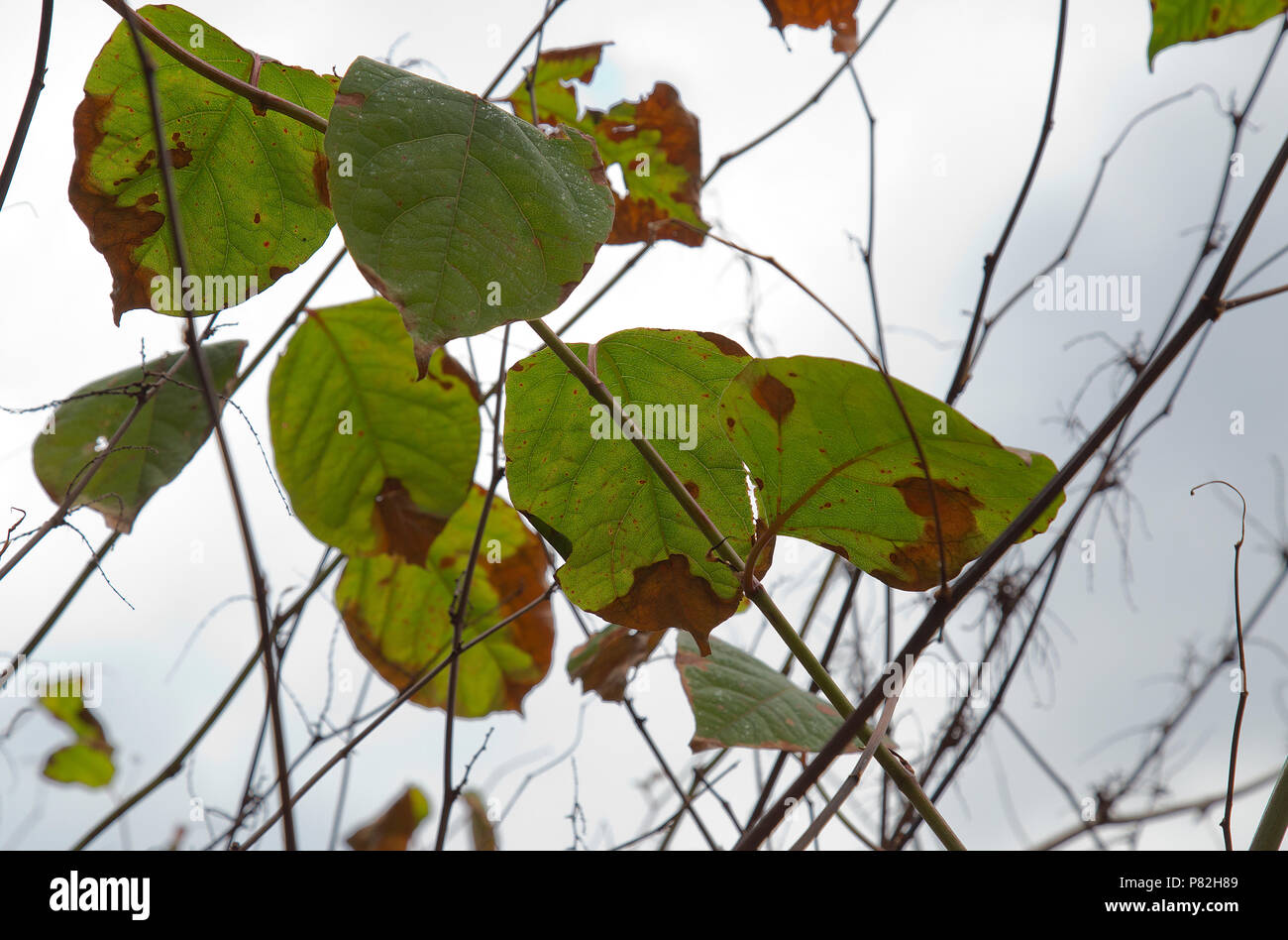 Japanese Knotweed one month after being treated with professional