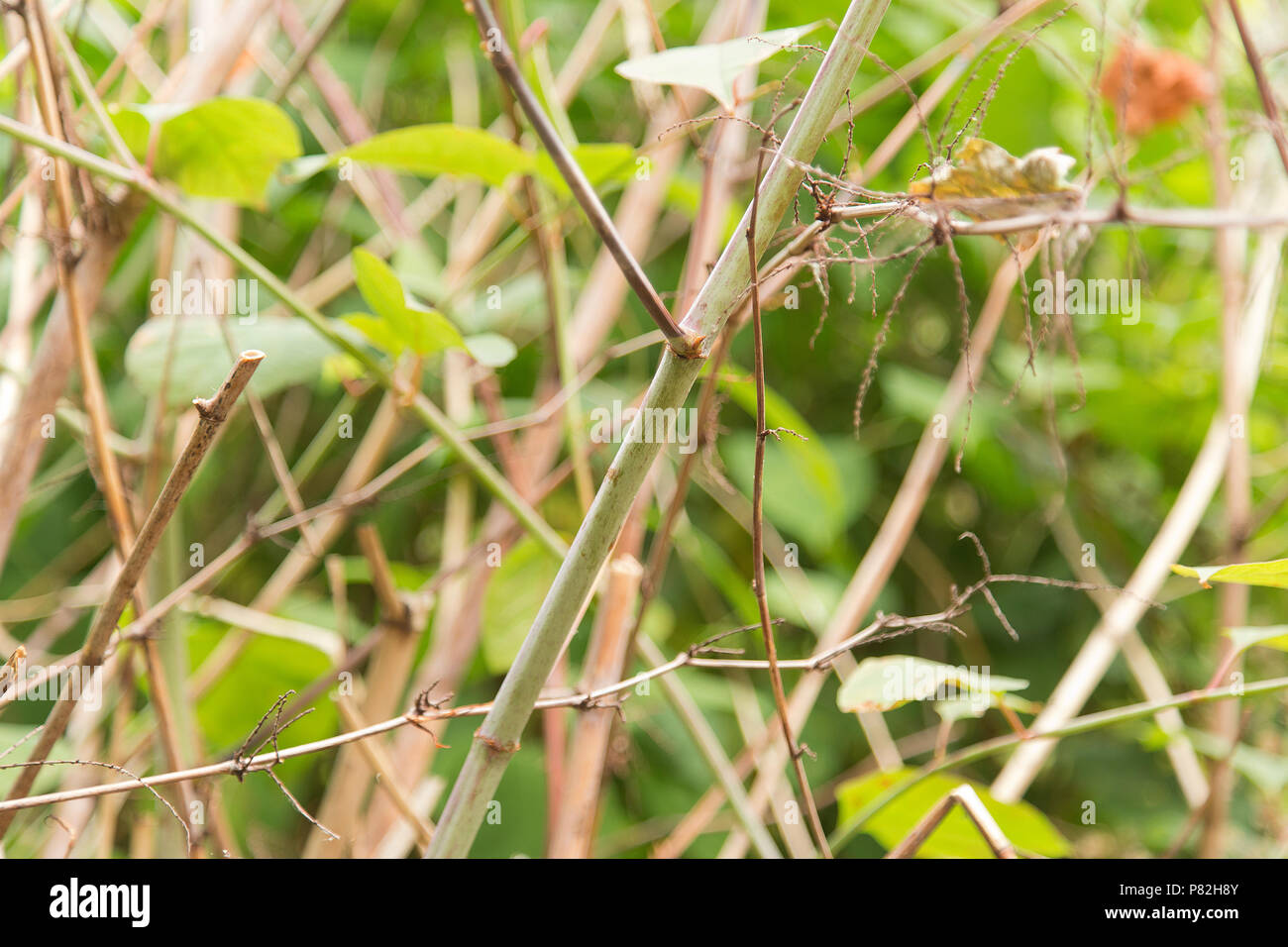 Japanese Knotweed one month after being treated with professional