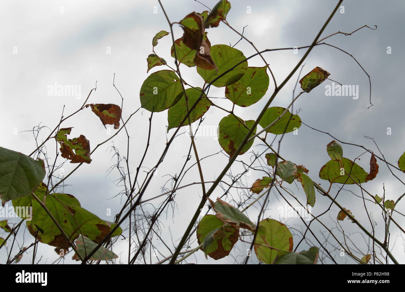 Japanese Knotweed one month after being treated with professional