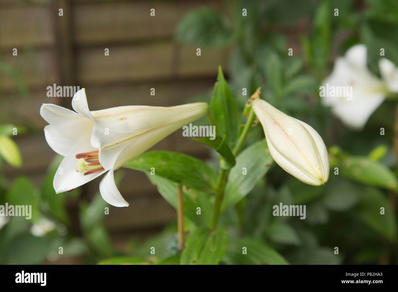 White Lily flower in bloom in an English garden Stock Photo