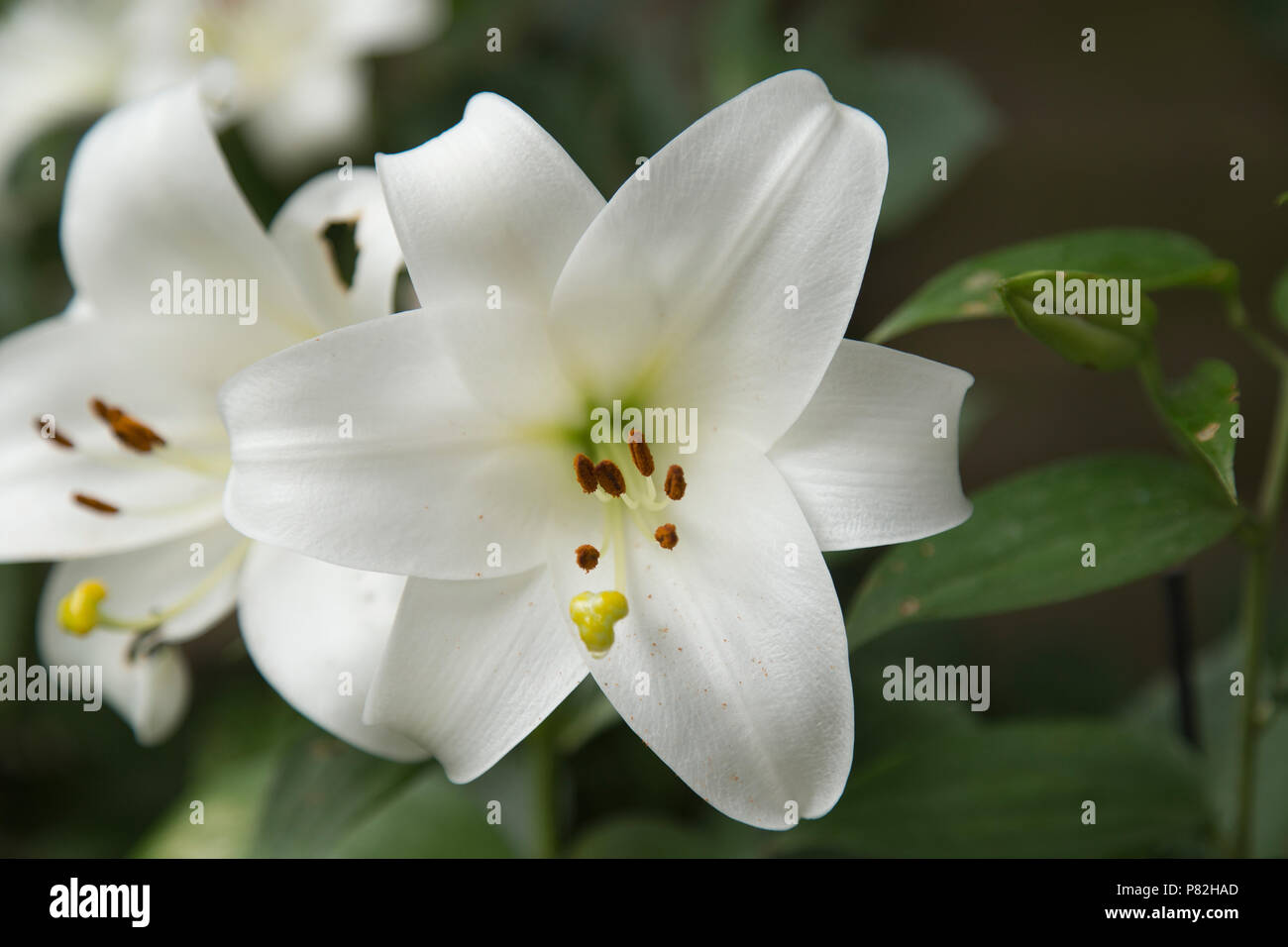 White Lily in bloom in English garden Stock Photo