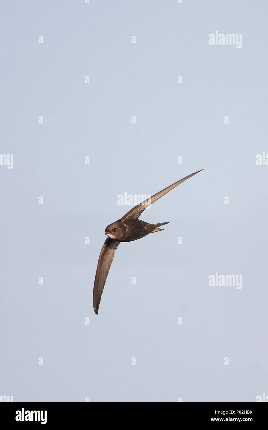 Common Swift (Apus apus) Norfolk GB UK July 2018 Stock Photo - Alamy