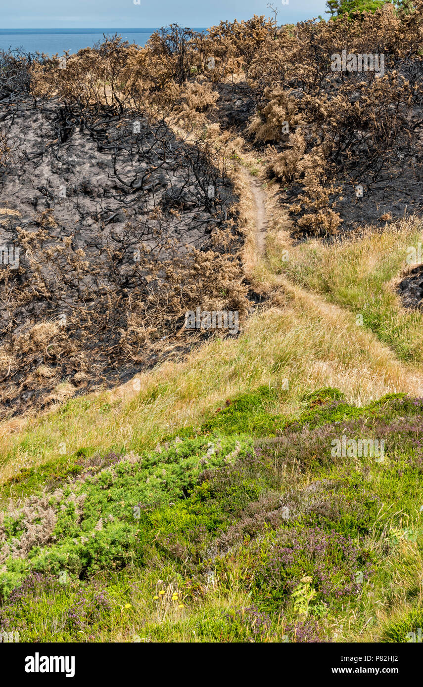 HOPEMAN MORAY SCOTLAND FOOTPATH WITH WILDFIRE DAMAGE TO VEGETATION BURNT GORSE  AND AREA OF UNTOUCHED PLANTS ALONG THE MORAY COAST TRAIL Stock Photo
