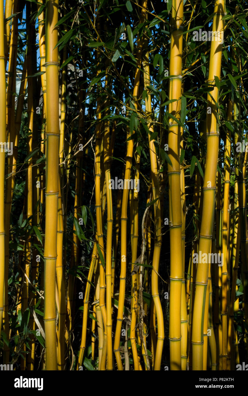 Bamboe planten in tuin, Bamboo plants in garden Stock Photo Alamy