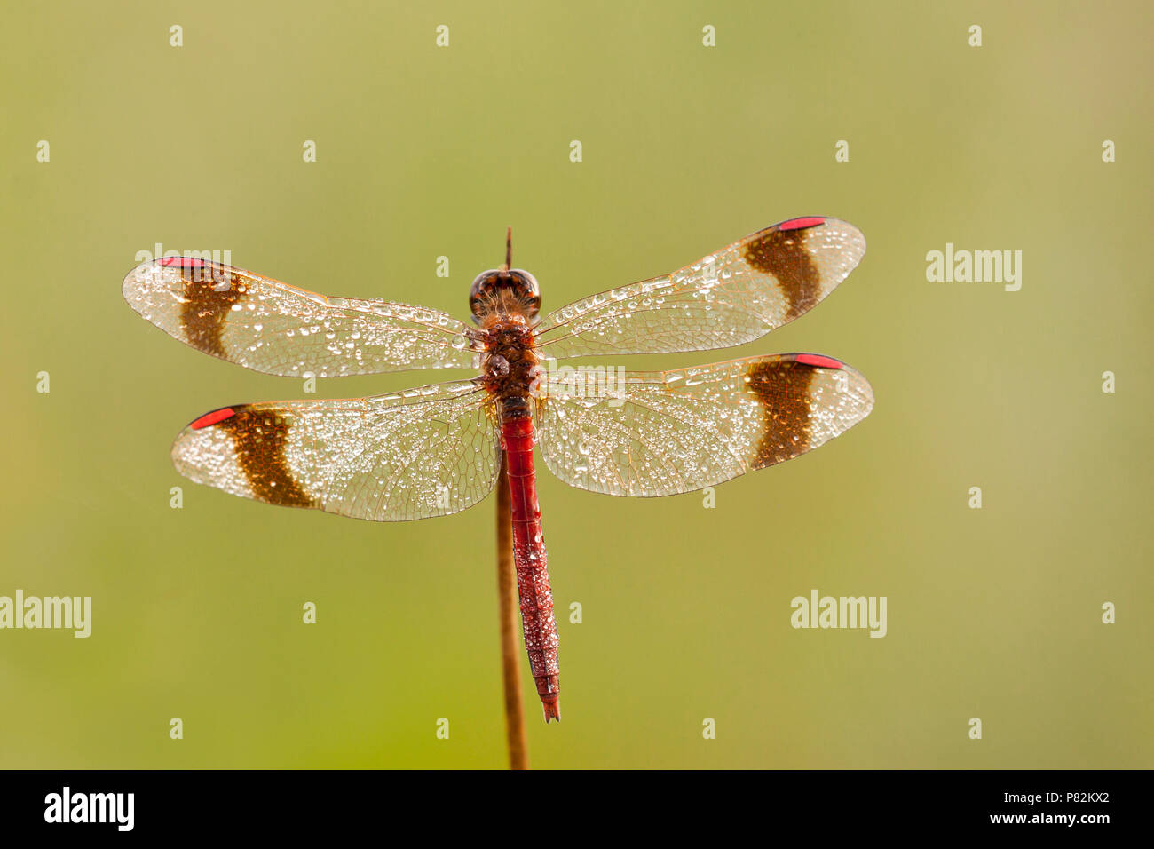 Bandheidelibel nat van de dauw; Banded darter wet from the dew Stock Photo