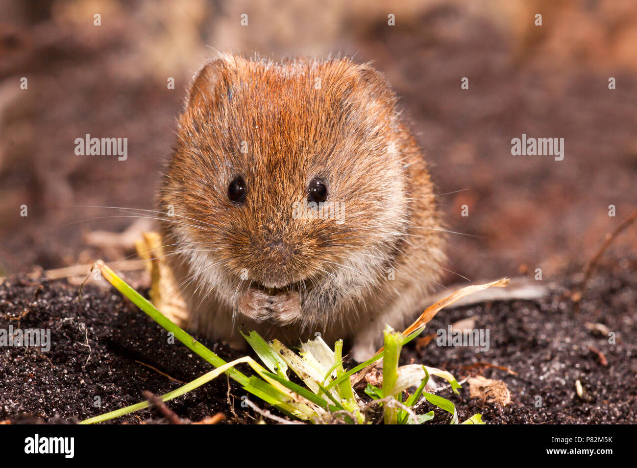 Etende Rosse Woelmuis; Bank Vole eating Stock Photo