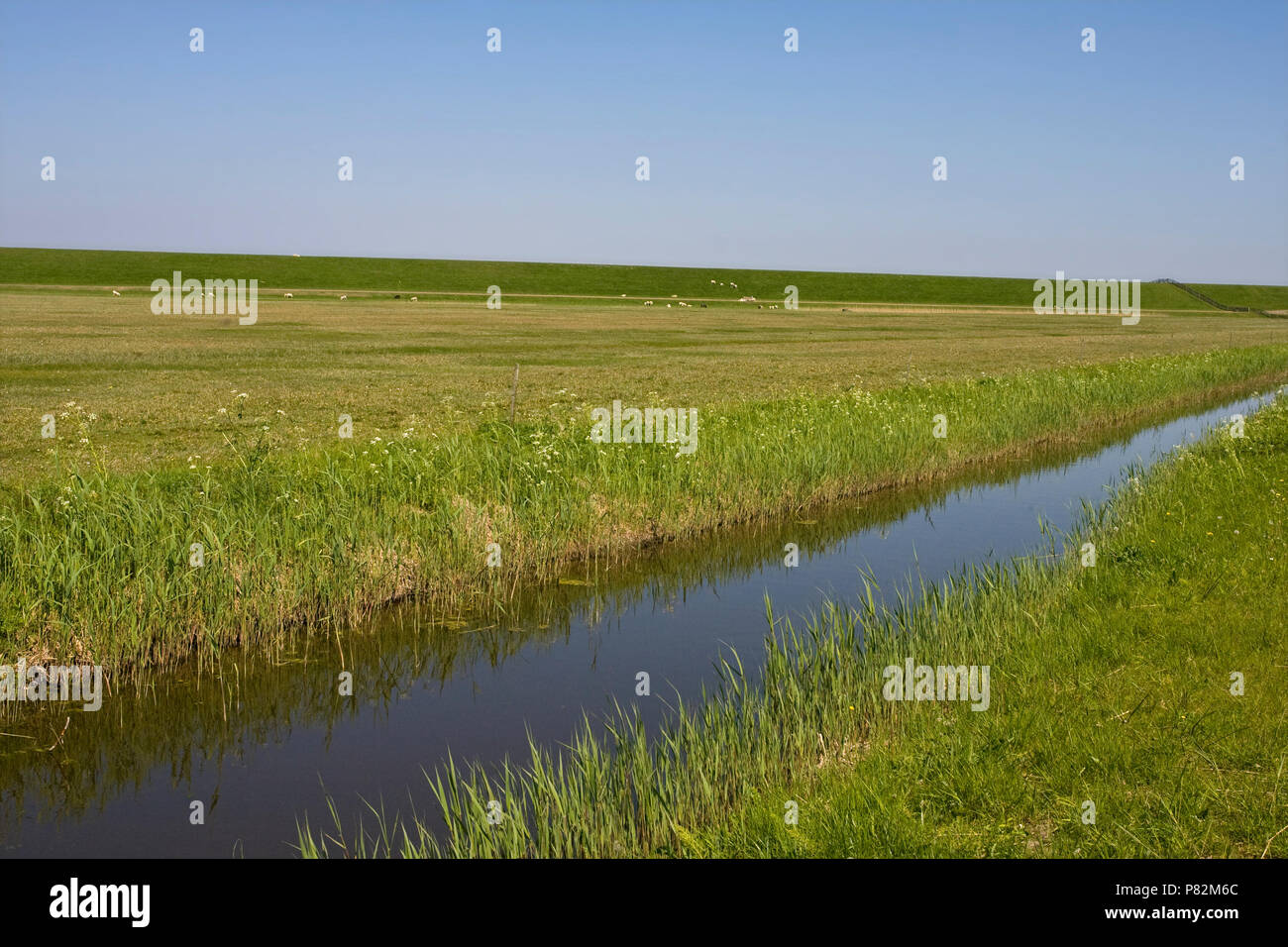 Bantpolder in de zomer, Bantpolder in summer Stock Photo