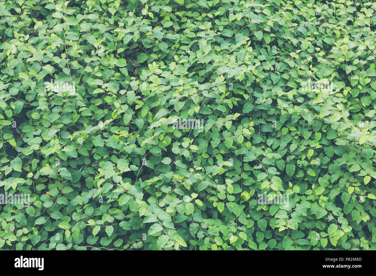 Lush foliage dim green background Stock Photo