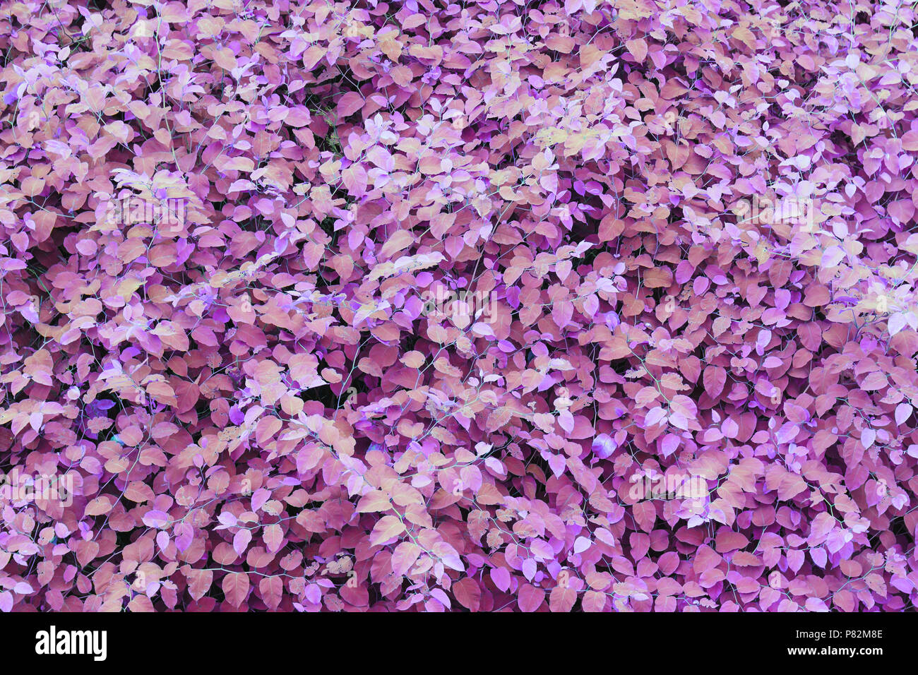 Lush foliage ultraviolet background Stock Photo
