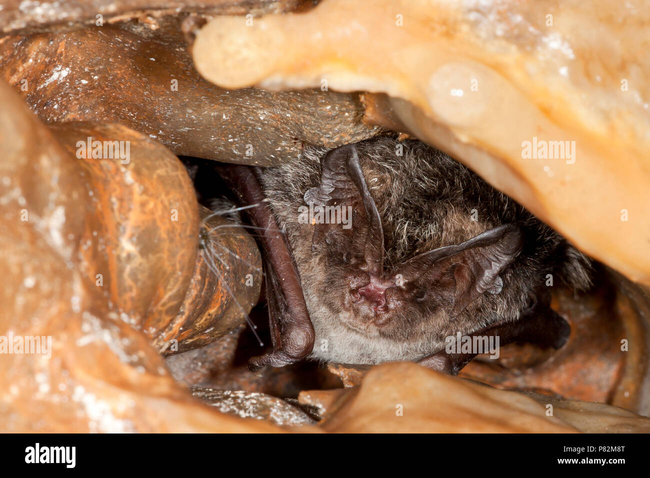 Mopsvleermuis; Barbastelle Bat Stock Photo
