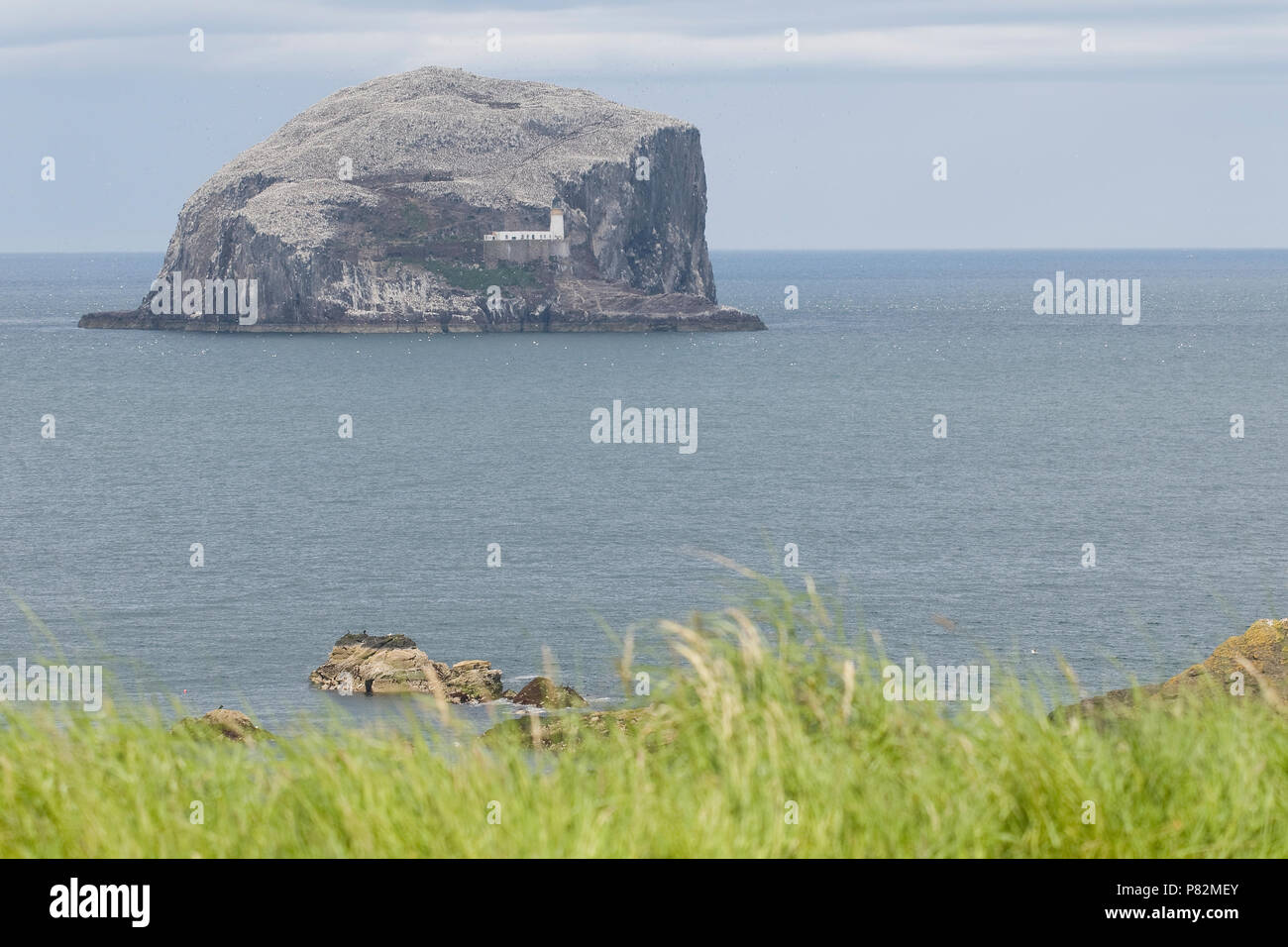 Zeevogel kolonie op Bass Rock; Seabird colony on Bass Rock Stock Photo