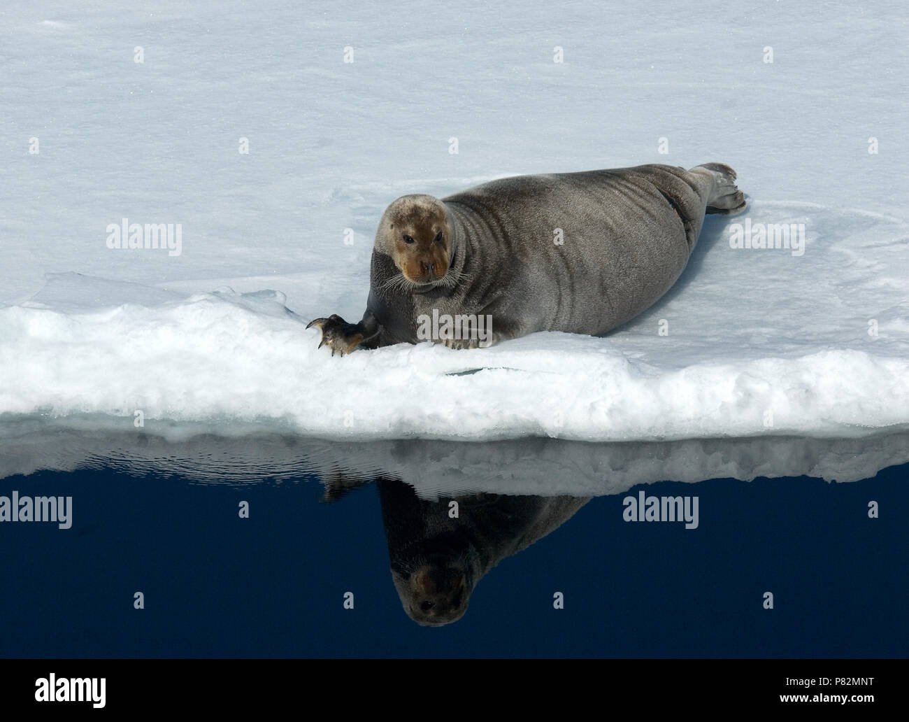 bearded seal on pack ice; Baardrob op pakijs Stock Photo - Alamy