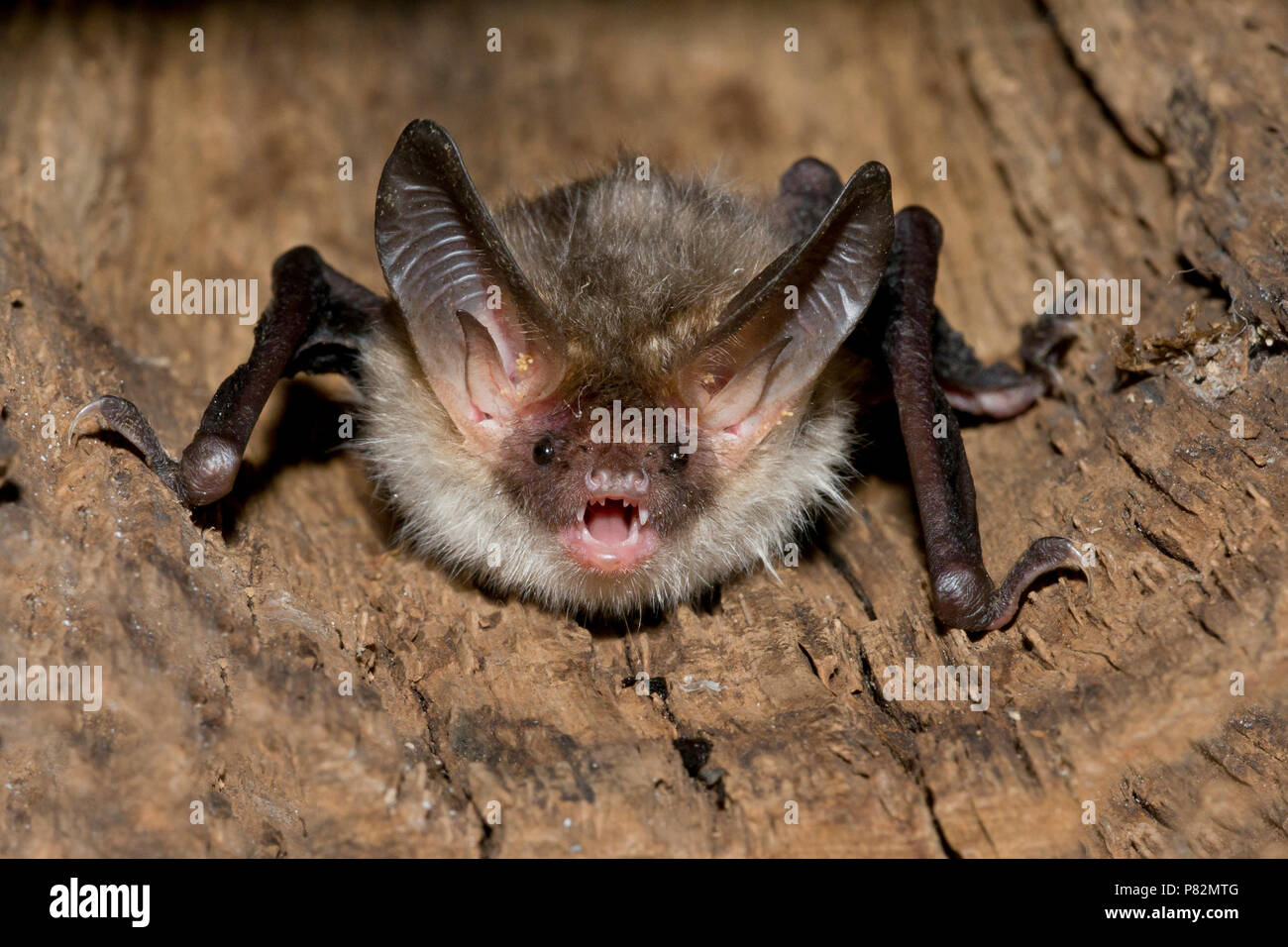 Bechsteins vleermuis, Bechstein's bat, Myotis bechsteinii Stock Photo