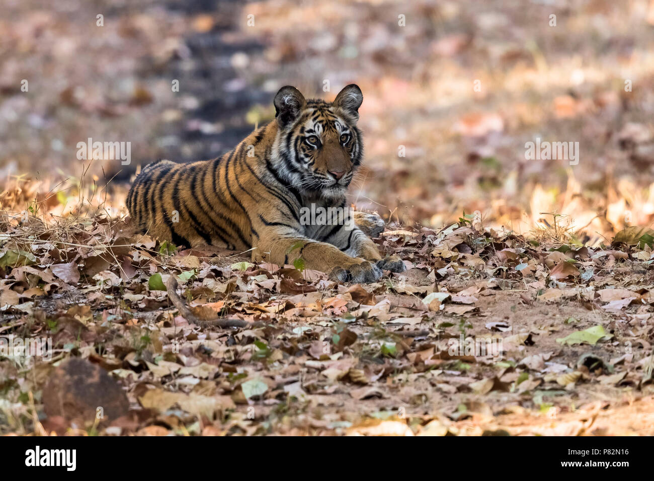 One-year cub Bengal Tiger near his mother sitting on trail in Tala, Bandavgarh, India. March 10, 2017. Stock Photo