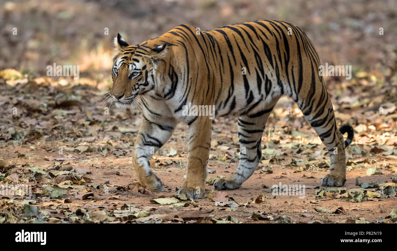 Adult female Bengal Tiger sitting on trail in Tala, Bandavgarh, India. March 10, 2017. Stock Photo