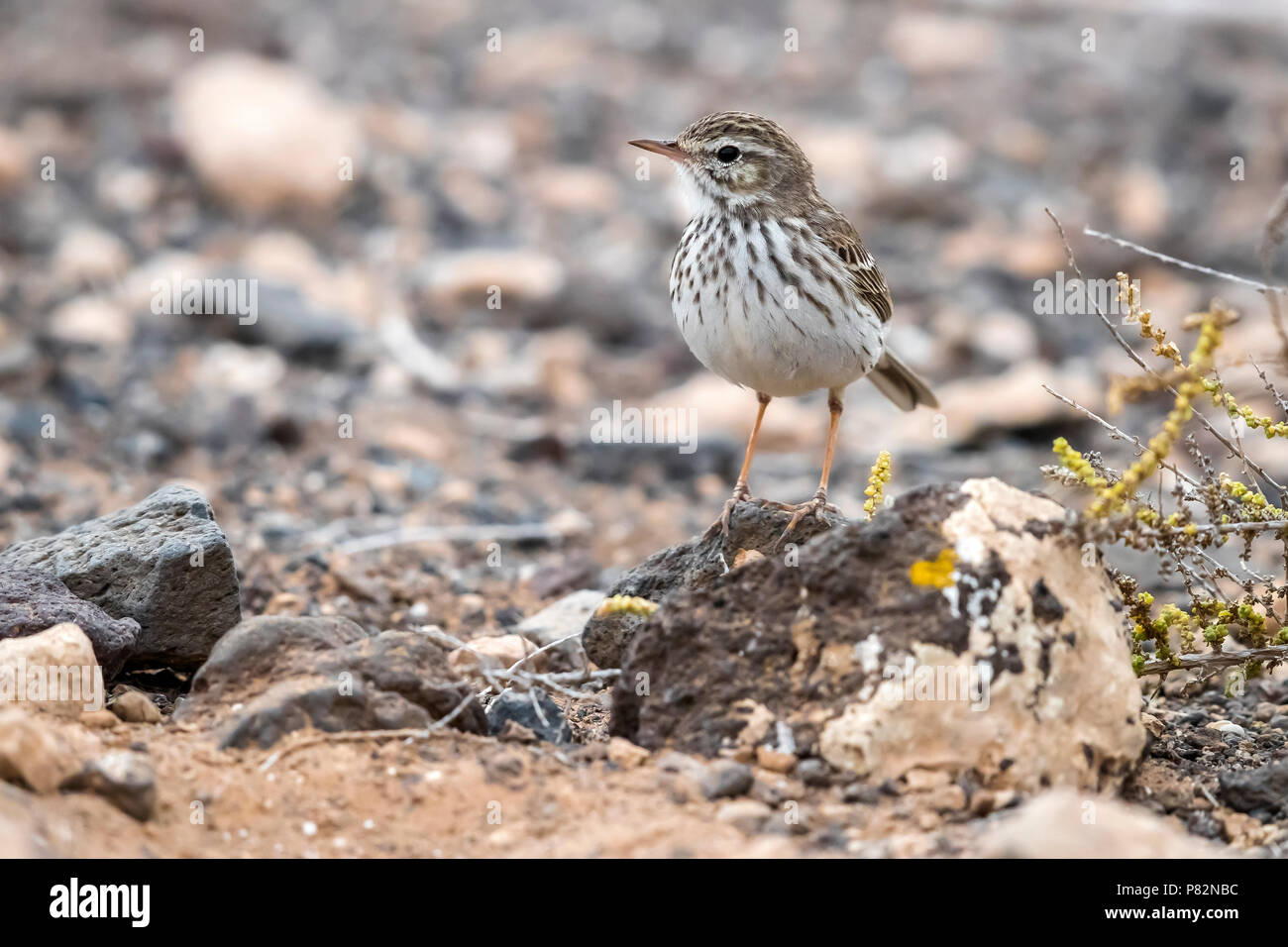 Adult winter plumage Canarian Berthelot's Pipit perched on a small rock in a gully near the airport of Puerto del Rosario, Fuerteventura, Canary Islan Stock Photo
