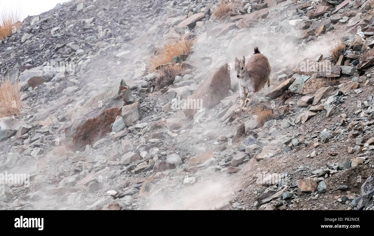 Blue himalayan hi-res stock photography and images - Alamy
