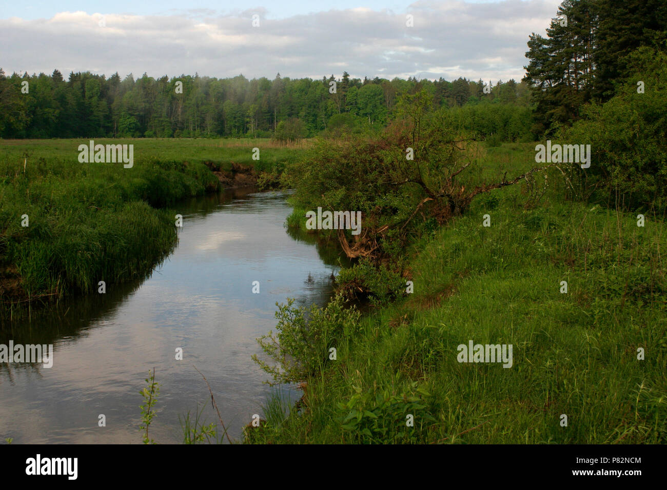 Landschap Bialowieza Polen; Landscape Bialowieza Poland Stock Photo