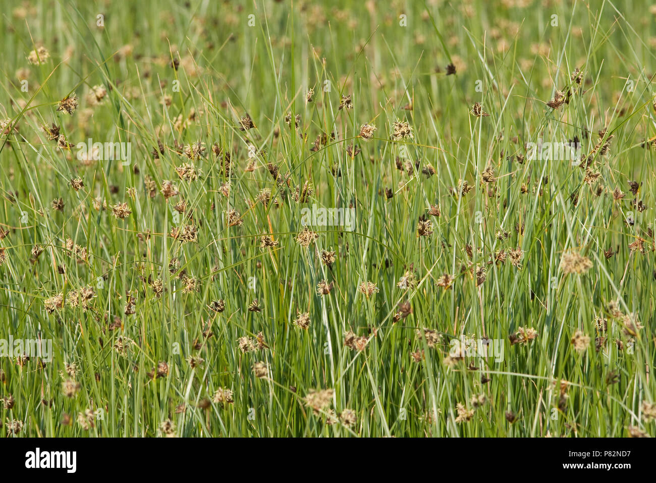 Biezen in een kwelder op Schiermonnikoog; Grasses at tidal zone on Schiermonnikoog Stock Photo