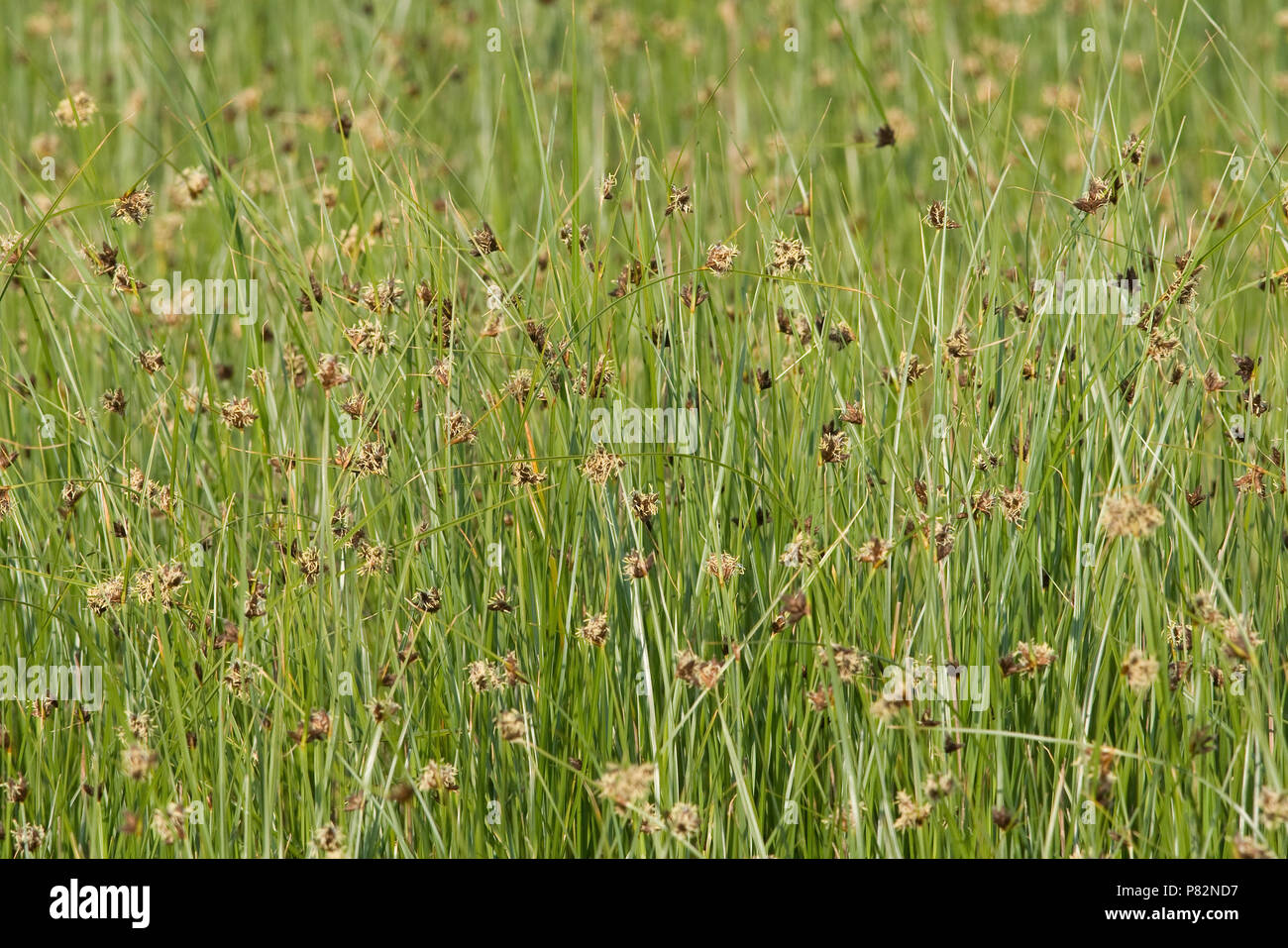 Biezen in een kwelder op Schiermonnikoog; Grasses at tidal zone on  Schiermonnikoog Stock Photo - Alamy