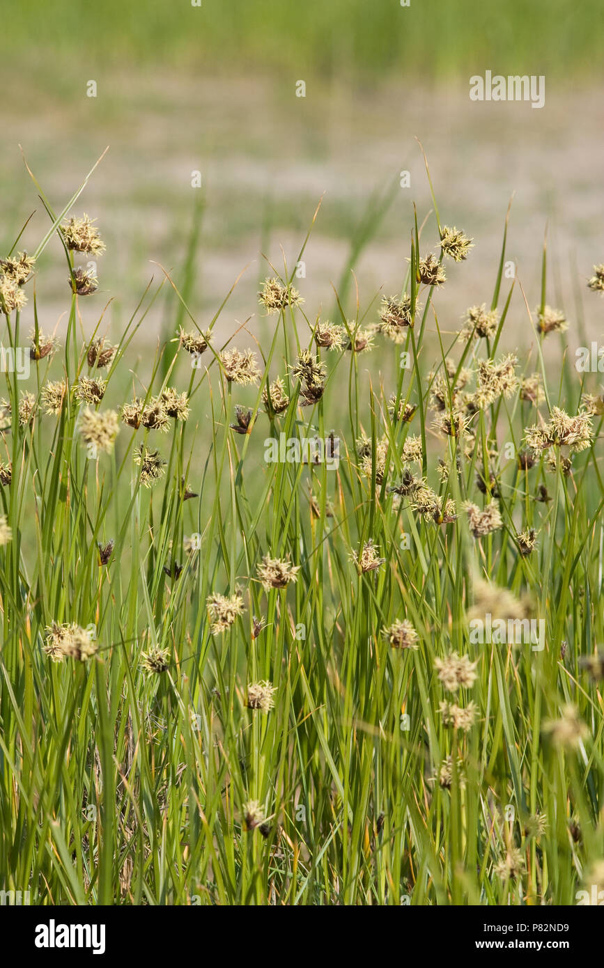 citronelle plante 2.32 qt. Citronella Mosquito Plant – Bonnie Plants main image 0