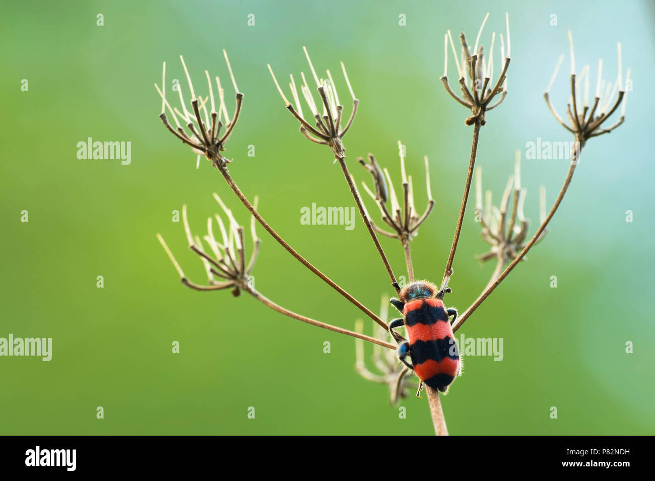 Bijenwolfen op een bloemstengel, Trichodes on a stalk Stock Photo