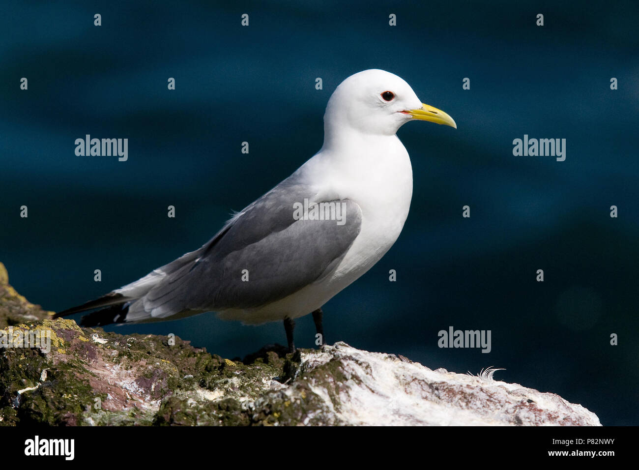 Tridactyle Stock Photos Tridactyle Stock Images Alamy - 