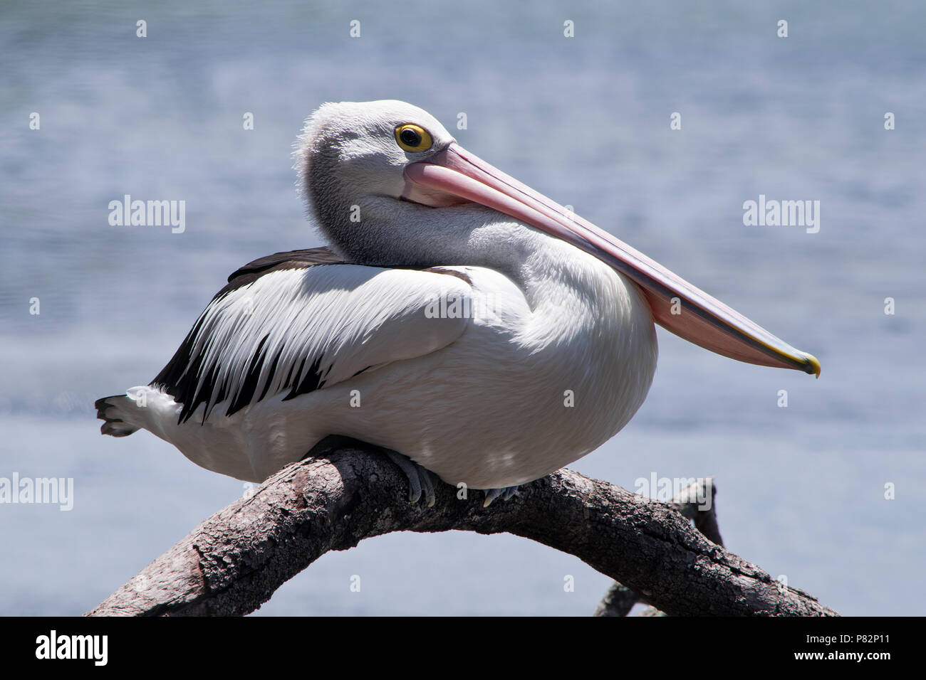 Australian pelican on the twig in the wilderness Stock Photo