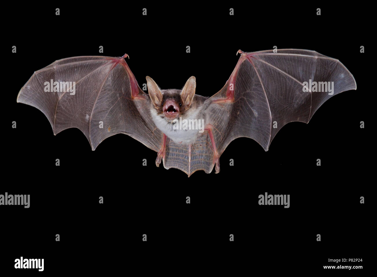 Vale Vleermuis vliegend, Greater Mouseeared Bat flying Stock Photo Alamy